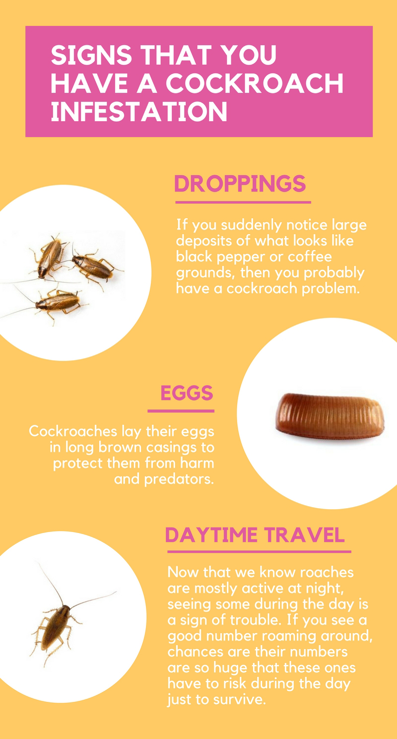 Signs That You Have A Cockroach Infestation Speak Loud
